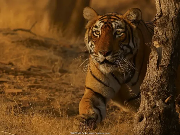 Framed Print : Bengal tiger (Panthera tigris) tigress Arrowhead stalking, Ranthambhore, India Framed Print : Bengal tiger (Panthera tigris) tigress Arrowhead stalking, Ranthambhore, India