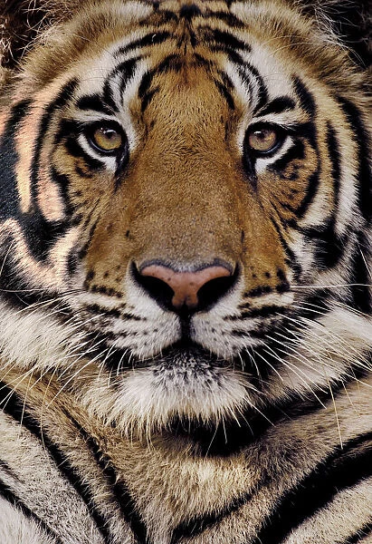 Bengal tiger (Panthera tigris tigris) portrait of a 19-month male. Bandhavgarh National Park