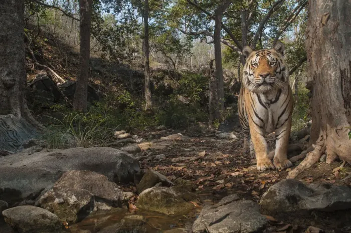 Framed Print : Bengal tiger (Panthera tigris tigris), male near tree previously spray marked by female Framed Print : Bengal tiger (Panthera tigris tigris), male near tree previously spray marked by female