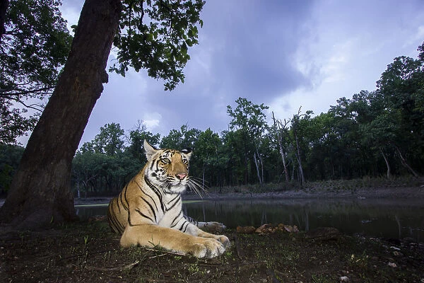 Bengal tiger (Panthera tigris tigris) sub adult tigress resting at dusk. Kanha National Park