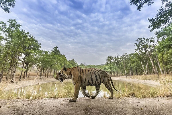 Bengal tiger (Panthera tigris tigris) dominant male (T29) walking on mud dam wall