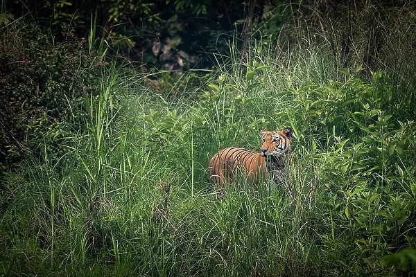 Bengal tiger (Panthera tigris tigris) standing in dense foliage, Bardia National Park, Terai, Nepal. Endangered