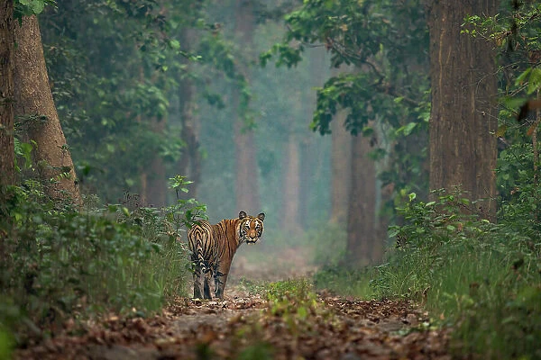 Bengal tiger (Panthera tigris tigris) standing on forest path, looking back, Bardia National Park, Terai, Nepal. Endangered