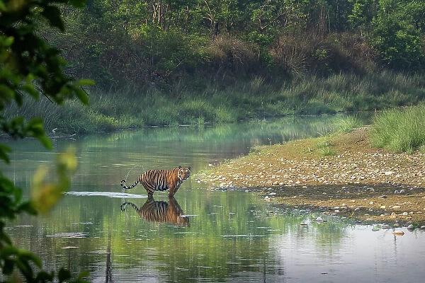 Bengal tiger (Panthera tigris tigris) standing in river, whipping water with tail, Bardia National Park, Terai, Nepal. Endangered