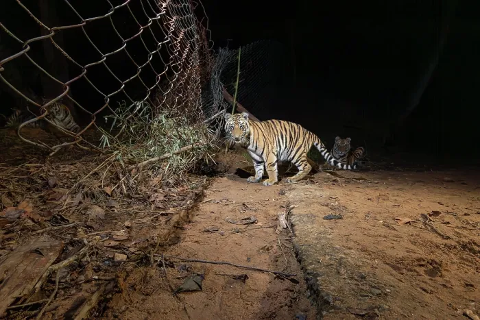 Framed Print : Bengal tiger (Panthera tigris tigris) cubs crossing metal fence seperating core zone from buffer zone at night, Bandhavgarh Tiger Reserve, Madhya Pradesh, India. Endangered