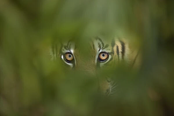 Bengal Tiger (Panthera tigris tigris) captive, with leaves digitally added