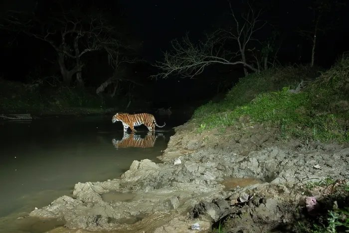 Framed Print : Bengal tiger (Panthera tigris tigris) crossing forest stream at night, Kaziranga Bengal tiger Reserve, Assam, India. Endangered. Camera trap image Framed Print : Bengal tiger (Panthera tigris tigris) crossing forest stream at night, Kaziranga Bengal tiger Reserve, Assam, India. Endangered. Camera trap image