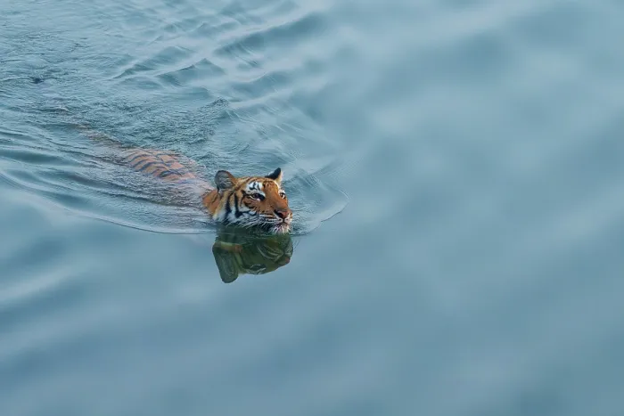 Framed Print : Bengal tiger (Panthera tigris tigris) crossing a river, Jim Corbett National Park, Uttarakhand, India. Endangered Framed Print : Bengal tiger (Panthera tigris tigris) crossing a river, Jim Corbett National Park, Uttarakhand, India. Endangered