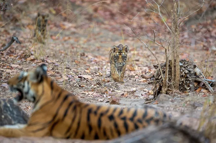 Framed Print : Bengal tiger (Panthera tigris tigris) cubs, aged 2 months, approaching their mother, Bandhavgarh Tiger Reserve, Madhya Pradesh, India. Endangered Framed Print : Bengal tiger (Panthera tigris tigris) cubs, aged 2 months, approaching their mother, Bandhavgarh Tiger Reserve, Madhya Pradesh, India. Endangered