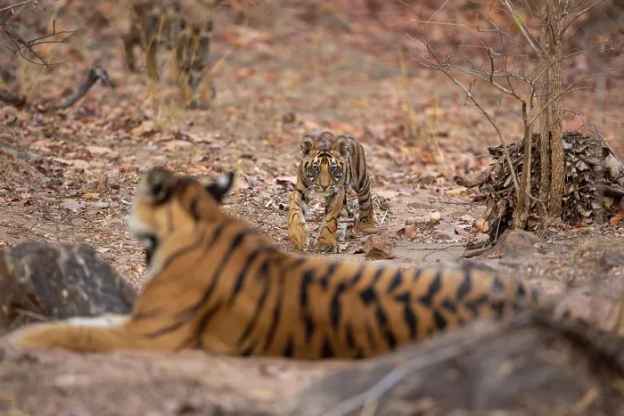 Framed Print : Bengal tiger (Panthera tigris tigris) cubs, aged 2 months, approaching their mother, Bandhavgarh Tiger Reserve, Madhya Pradesh, India. Endangered