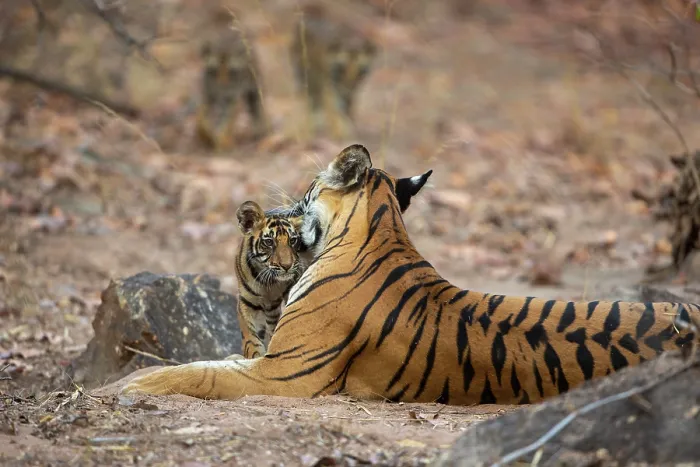 Framed Print : Bengal tiger (Panthera tigris tigris) cubs, aged 2 months, approaching their mother, Bandhavgarh Tiger Reserve, Madhya Pradesh, India. Endangered