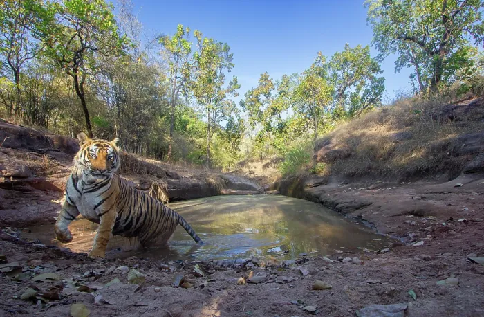 Framed Print : Bengal tiger (Panthera tigris tigris) emerging from natural waterhole after cooling off, Bandhavgarh National Park, Madhya Pradesh, India. Endangered. Camera trap Framed Print : Bengal tiger (Panthera tigris tigris) emerging from natural waterhole after cooling off, Bandhavgarh National Park, Madhya Pradesh, India. Endangered. Camera trap