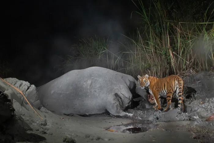 Framed Print : Bengal tiger (Panthera tigris tigris) feeding on Indian elephant (Elephas maximus indicus) kill at night, Kaziranga tiger Reserve, Assam, India. Endangered. Camera trap image Framed Print : Bengal tiger (Panthera tigris tigris) feeding on Indian elephant (Elephas maximus indicus) kill at night, Kaziranga tiger Reserve, Assam, India. Endangered. Camera trap image