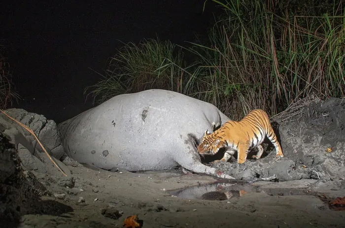 Framed Print : Bengal tiger (Panthera tigris tigris) feeding on Indian elephant (Elephas maximus indicus) kill at night, Kaziranga tiger Reserve, Assam, India. Endangered. Camera trap image Framed Print : Bengal tiger (Panthera tigris tigris) feeding on Indian elephant (Elephas maximus indicus) kill at night, Kaziranga tiger Reserve, Assam, India. Endangered. Camera trap image