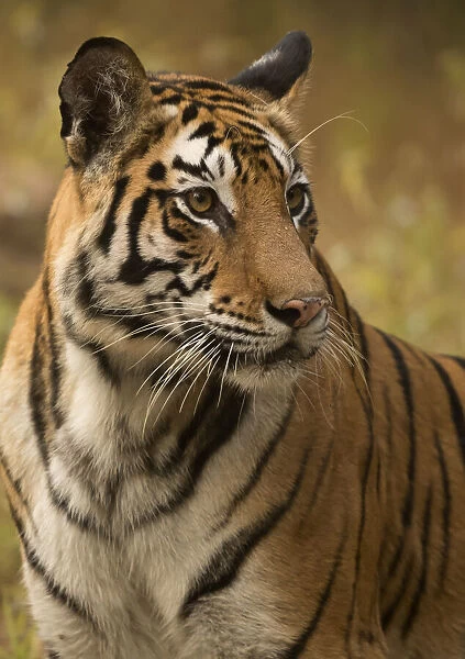 Bengal tiger (Panthera tigris tigris) female, portrait. Bandhavgarh National Park, India