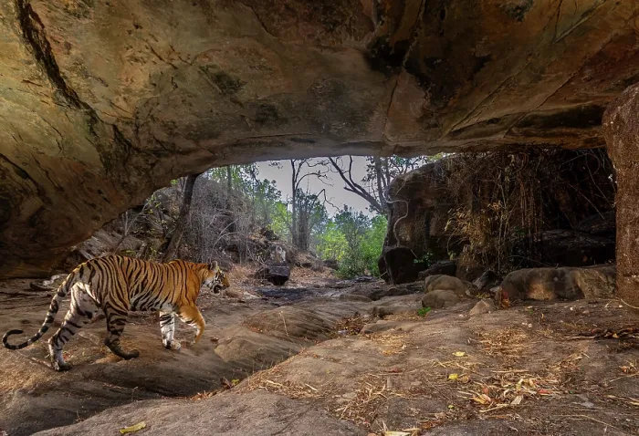 Framed Print : Bengal tiger (Panthera tigris tigris) female, passing under stone arch, formed due to weathering, believed to be centuries old, Bandhavgarh Tiger Reserve, Madhya Pradesh, India Framed Print : Bengal tiger (Panthera tigris tigris) female, passing under stone arch, formed due to weathering, believed to be centuries old, Bandhavgarh Tiger Reserve, Madhya Pradesh, India