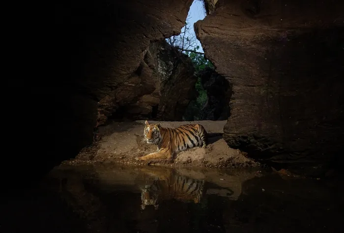 Framed Print : Bengal tiger (Panthera tigris tigris) female, resting next to natural waterhole inside deep gorge, Bandhavgarh National Park, Madhya Pradesh, India. Endangered. Camera trap image Framed Print : Bengal tiger (Panthera tigris tigris) female, resting next to natural waterhole inside deep gorge, Bandhavgarh National Park, Madhya Pradesh, India. Endangered. Camera trap image