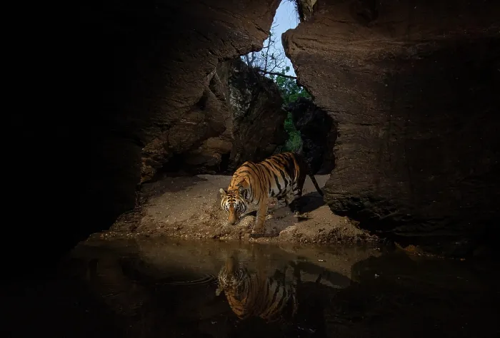 Framed Print : Bengal tiger (Panthera tigris tigris) female, approaching natural waterhole inside deep gorge, Bandhavgarh National Park, Madhya Pradesh, India. Endangered. Camera trap image