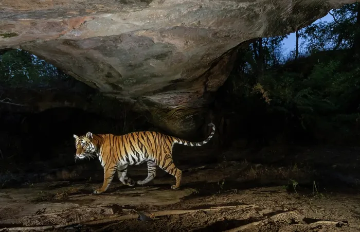 Framed Print : Bengal tiger (Panthera tigris tigris) female, passing under stone arch, formed due to weathering, believed to be centuries old, Bandhavgarh Tiger Reserve, Madhya Pradesh, India Framed Print : Bengal tiger (Panthera tigris tigris) female, passing under stone arch, formed due to weathering, believed to be centuries old, Bandhavgarh Tiger Reserve, Madhya Pradesh, India