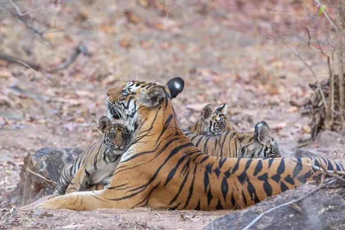 Framed Print : Bengal tiger (Panthera tigris tigris) female, resting with her cubs, Bandhavgarh Tiger Reserve, Madhya Pradesh, India. Endangered Framed Print : Bengal tiger (Panthera tigris tigris) female, resting with her cubs, Bandhavgarh Tiger Reserve, Madhya Pradesh, India. Endangered