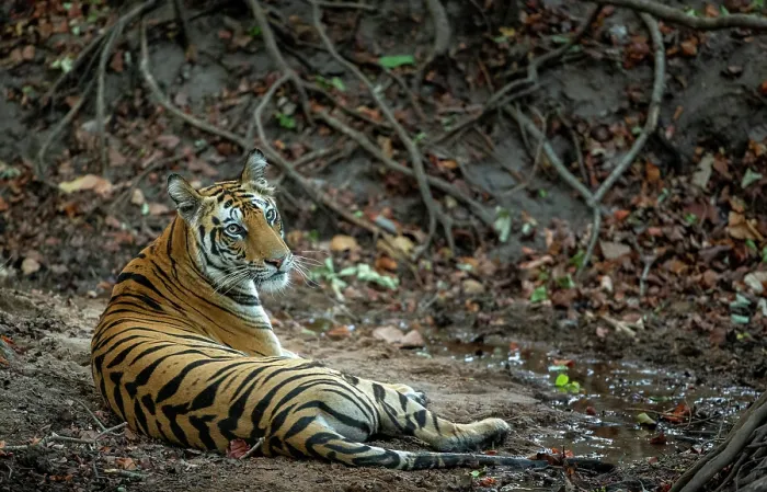 Framed Print : Bengal tiger (Panthera tigris tigris) female, resting in forest, Bandhavgarh Tiger Reserve, Madhya Pradesh, India. Endangered Framed Print : Bengal tiger (Panthera tigris tigris) female, resting in forest, Bandhavgarh Tiger Reserve, Madhya Pradesh, India. Endangered
