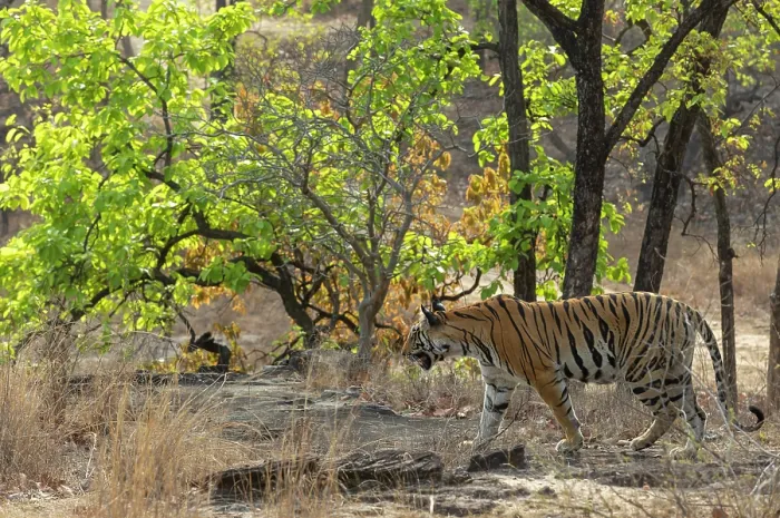 Framed Print : Bengal tiger (Panthera tigris tigris) female, walking through forest, Bandhavgarh Tiger Reserve, Madhya Pradesh, India. Endangered Framed Print : Bengal tiger (Panthera tigris tigris) female, walking through forest, Bandhavgarh Tiger Reserve, Madhya Pradesh, India. Endangered