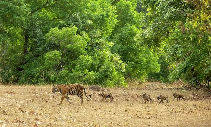 Framed Print : Bengal tiger (Panthera tigris tigris) female, leading her cubs across forest clearing, Bandhavgarh Tiger Reserve, Madhya Pradesh, India. Endangered Framed Print : Bengal tiger (Panthera tigris tigris) female, leading her cubs across forest clearing, Bandhavgarh Tiger Reserve, Madhya Pradesh, India. Endangered