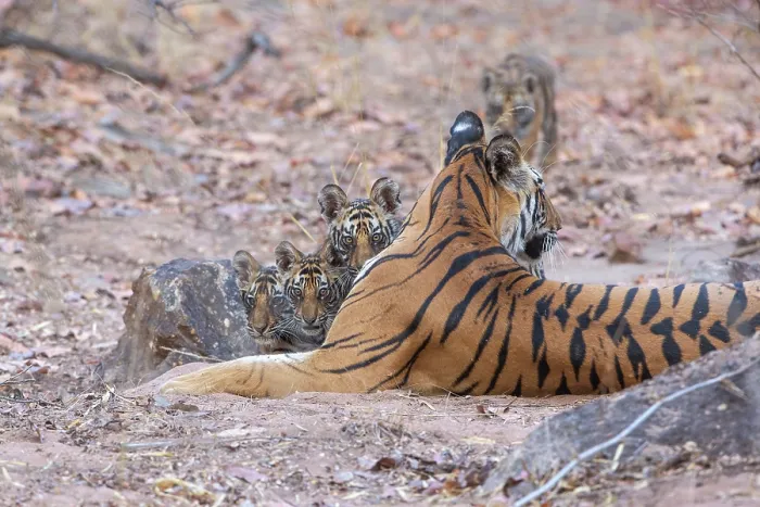 Framed Print : Bengal tiger (Panthera tigris tigris) female, resting with her cubs, Bandhavgarh Tiger Reserve, Madhya Pradesh, India. Endangered Framed Print : Bengal tiger (Panthera tigris tigris) female, resting with her cubs, Bandhavgarh Tiger Reserve, Madhya Pradesh, India. Endangered