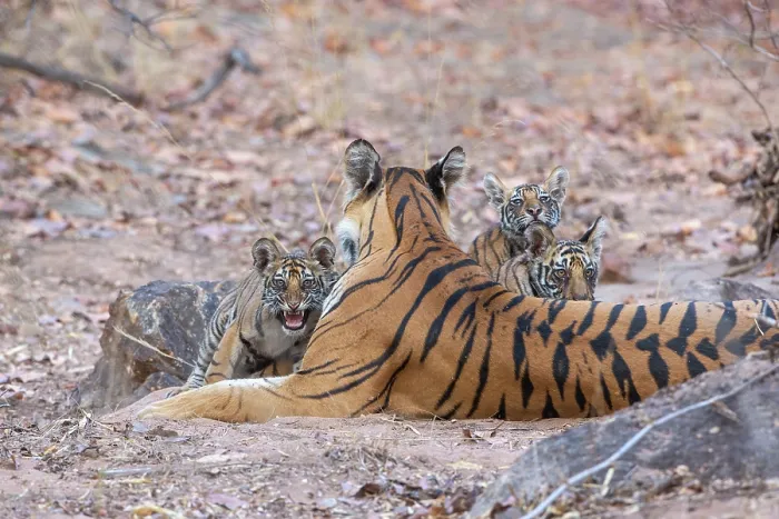 Framed Print : Bengal tiger (Panthera tigris tigris) female, resting with her cubs, Bandhavgarh Tiger Reserve, Madhya Pradesh, India. Endangered