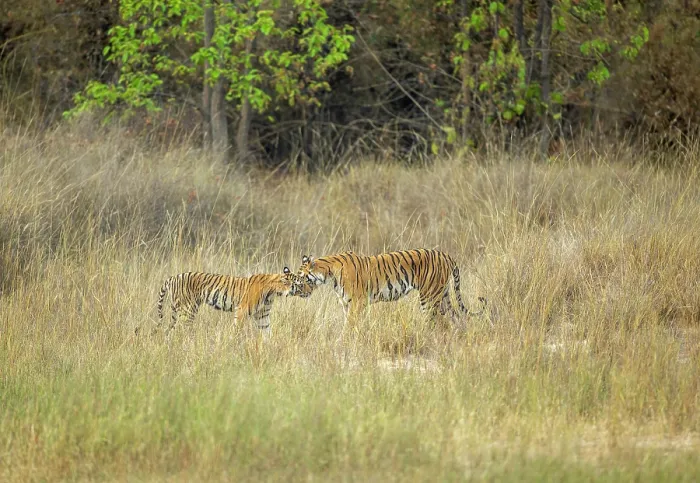 Framed Print : Bengal tiger (Panthera tigris tigris) female, greeting its sub-adult cub, rubbing faces, Bandhavgarh Tiger Reserve, Madhya Pradesh, India. Endangered Framed Print : Bengal tiger (Panthera tigris tigris) female, greeting its sub-adult cub, rubbing faces, Bandhavgarh Tiger Reserve, Madhya Pradesh, India. Endangered