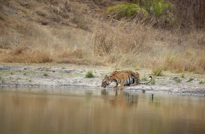 Framed Print : Bengal tiger (Panthera tigris tigris) female, drinking at natural waterhole, Bandhavgarh Tiger Reserve, Madhya Pradesh, India. Endangered Framed Print : Bengal tiger (Panthera tigris tigris) female, drinking at natural waterhole, Bandhavgarh Tiger Reserve, Madhya Pradesh, India. Endangered