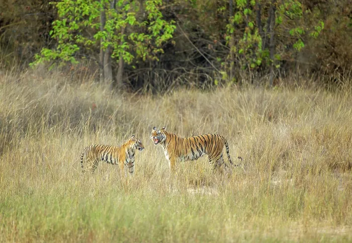 Framed Print : Bengal tiger (Panthera tigris tigris) female, displaying flehmen response after smelling sub-adult cub, Bandhavgarh Tiger Reserve, Madhya Pradesh, India. Endangered Framed Print : Bengal tiger (Panthera tigris tigris) female, displaying flehmen response after smelling sub-adult cub, Bandhavgarh Tiger Reserve, Madhya Pradesh, India. Endangered