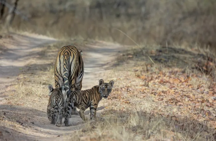 Framed Print : Bengal tiger (Panthera tigris tigris) female, leading her cubs along a forest track, Bandhavgarh Tiger (Panthera tigris tigris) Reserve, Madhya Pradesh, India. Endangered Framed Print : Bengal tiger (Panthera tigris tigris) female, leading her cubs along a forest track, Bandhavgarh Tiger (Panthera tigris tigris) Reserve, Madhya Pradesh, India. Endangered