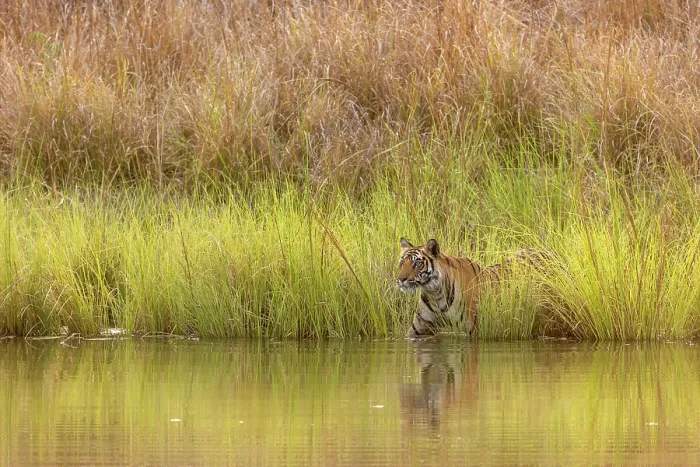 Framed Print : Bengal tiger (Panthera tigris tigris) female, emerging from long grass along edge of pool, Bandhavgarh Tiger Reserve, Madhya Pradesh, India. Endangered Framed Print : Bengal tiger (Panthera tigris tigris) female, emerging from long grass along edge of pool, Bandhavgarh Tiger Reserve, Madhya Pradesh, India. Endangered