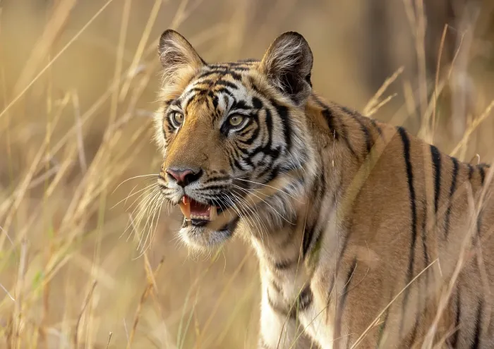 Framed Print : Bengal tiger (Panthera tigris tigris) female, standing in long grass, portrait, Bandhavgarh Tiger Reserve, Madhya Pradesh, India. Endangered Framed Print : Bengal tiger (Panthera tigris tigris) female, standing in long grass, portrait, Bandhavgarh Tiger Reserve, Madhya Pradesh, India. Endangered