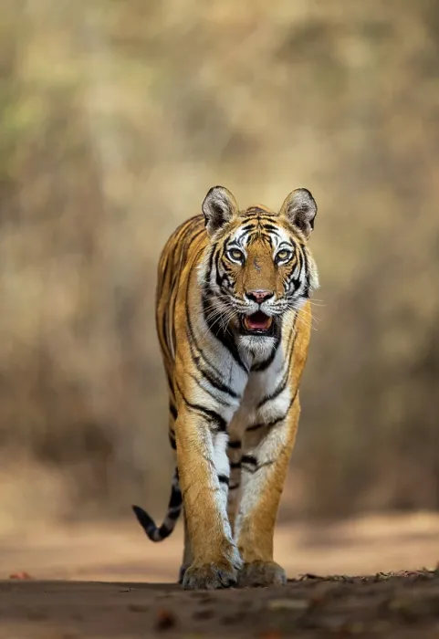 Framed Print : Bengal tiger (Panthera tigris tigris) female, patrolling along forest path, Bandhavgarh Tiger Reserve, Madhya Pradesh, India. Endangered Framed Print : Bengal tiger (Panthera tigris tigris) female, patrolling along forest path, Bandhavgarh Tiger Reserve, Madhya Pradesh, India. Endangered