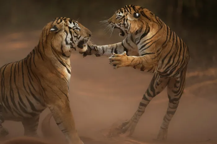 Framed Print : Bengal tiger (Panthera tigris tigris) female juvenile, displaying aggressive behaviour towards its father, Bandhavgarh National Park, India. Endangered Framed Print : Bengal tiger (Panthera tigris tigris) female juvenile, displaying aggressive behaviour towards its father, Bandhavgarh National Park, India. Endangered