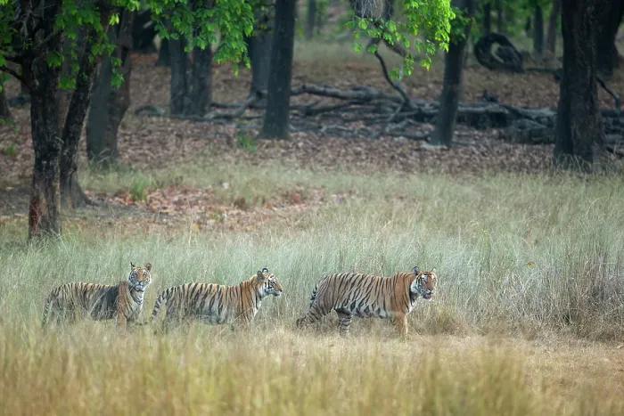 Framed Print : Bengal tiger (Panthera tigris tigris) female leading two sub-adult cubs through long grass at edge of forest, Bandhavgarh Tiger Reserve, Madhya Pradesh, India. Endangered