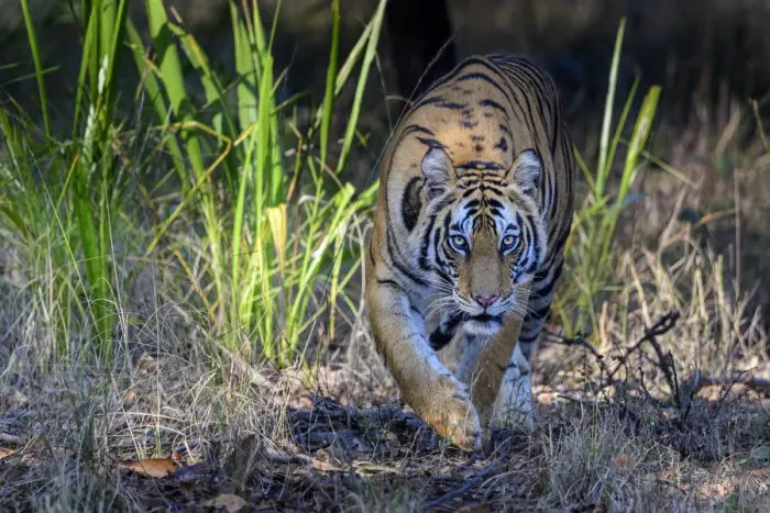 Framed Print : Bengal tiger (Panthera tigris tigris) female stalking through forest Framed Print : Bengal tiger (Panthera tigris tigris) female stalking through forest