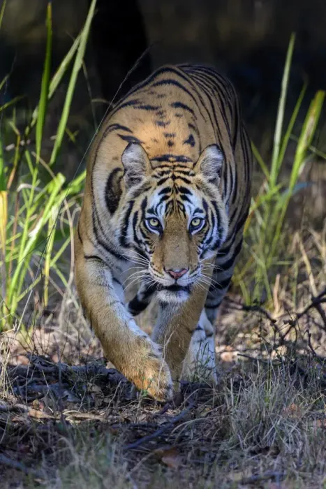 Framed Print : Bengal tiger (Panthera tigris tigris) female stalking through forest Framed Print : Bengal tiger (Panthera tigris tigris) female stalking through forest