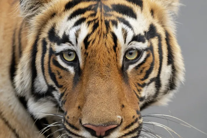 Framed Print : Bengal tiger (Panthera tigris tigris) head portrait, Tadoba Andhari Tiger Reserve, Chandrapur district, Maharashtra, India. Endangered Framed Print : Bengal tiger (Panthera tigris tigris) head portrait, Tadoba Andhari Tiger Reserve, Chandrapur district, Maharashtra, India. Endangered
