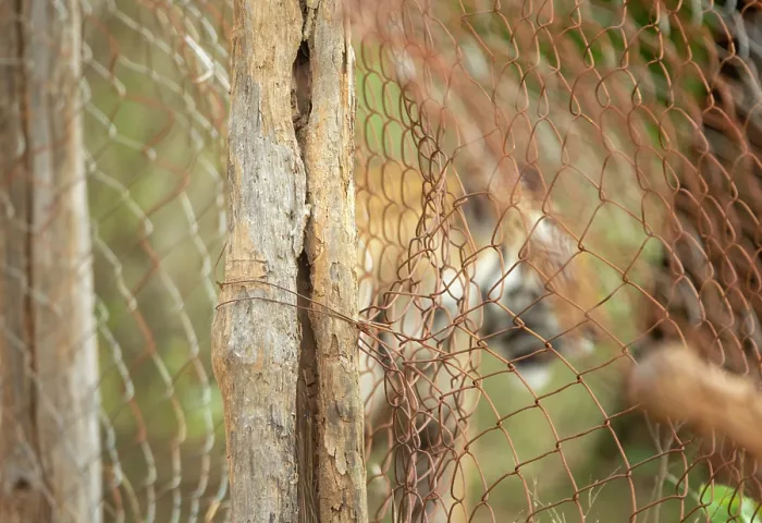 Framed Print : Bengal tiger (Panthera tigris tigris) male, behind wire fence seperating core zone to buffer zone, Bandhavgarh Tiger Reserve, Madhya Pradesh, India. Endangered Framed Print : Bengal tiger (Panthera tigris tigris) male, behind wire fence seperating core zone to buffer zone, Bandhavgarh Tiger Reserve, Madhya Pradesh, India. Endangered