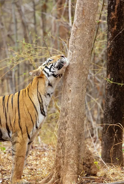Framed Print : Bengal tiger (Panthera tigris tigris) male, examining scent marking left by other tiger in its territory, Bandhavgarh Tiger Reserve, India Madhya Pradesh, India. Endangered Framed Print : Bengal tiger (Panthera tigris tigris) male, examining scent marking left by other tiger in its territory, Bandhavgarh Tiger Reserve, India Madhya Pradesh, India. Endangered