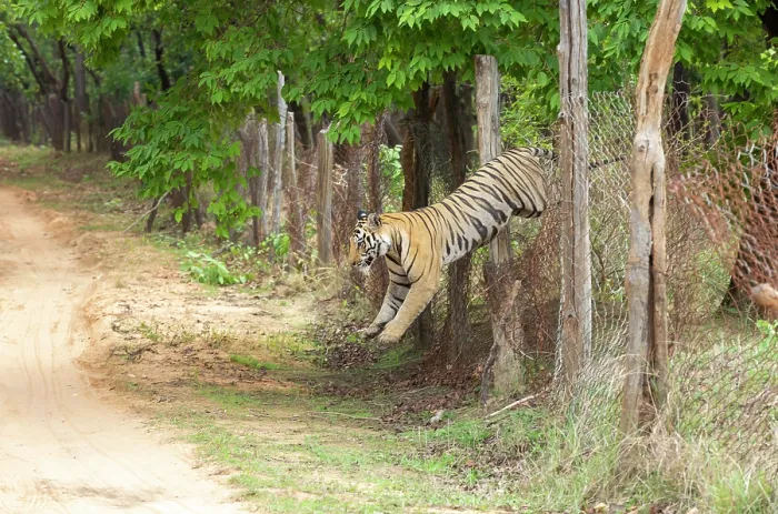 Framed Print : Bengal tiger (Panthera tigris tigris) male, jumping over broken wire fence seperating core zone to buffer zone, Bandhavgarh Tiger Reserve, India. Endangered. Seq. 2 of 3 Framed Print : Bengal tiger (Panthera tigris tigris) male, jumping over broken wire fence seperating core zone to buffer zone, Bandhavgarh Tiger Reserve, India. Endangered. Seq. 2 of 3