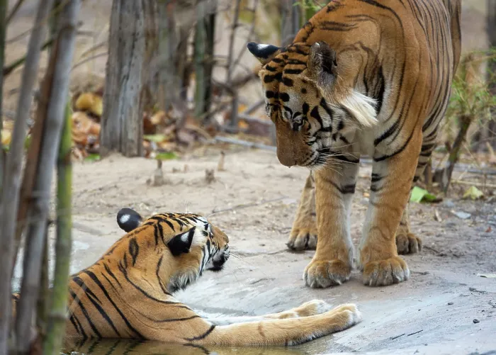 Framed Print : Bengal tiger (Panthera tigris tigris) male, approaching female resting in pool, Bandhavgarh Tiger Reserve, Madhya Pradesh, India. Endangered Framed Print : Bengal tiger (Panthera tigris tigris) male, approaching female resting in pool, Bandhavgarh Tiger Reserve, Madhya Pradesh, India. Endangered