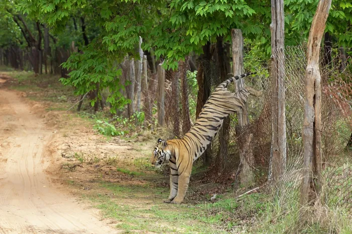 Framed Print : Bengal tiger (Panthera tigris tigris) male, jumping over broken wire fence seperating core zone to buffer zone, Bandhavgarh Tiger Reserve, India. Endangered. Seq. 3 of 3 Framed Print : Bengal tiger (Panthera tigris tigris) male, jumping over broken wire fence seperating core zone to buffer zone, Bandhavgarh Tiger Reserve, India. Endangered. Seq. 3 of 3