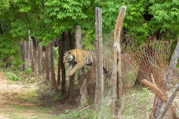 Framed Print : Bengal tiger (Panthera tigris tigris) male, jumping over broken wire fence seperating core zone to buffer zone, Bandhavgarh Tiger Reserve, India. Endangered. Seq. 1 of 3 Framed Print : Bengal tiger (Panthera tigris tigris) male, jumping over broken wire fence seperating core zone to buffer zone, Bandhavgarh Tiger Reserve, India. Endangered. Seq. 1 of 3