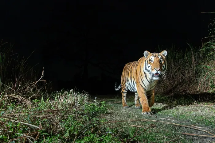 Framed Print : Bengal tiger (Panthera tigris tigris) male, walking through grassland at night, Kaziranga tiger Reserve, Assam, India. Endangered. Camera trap image Framed Print : Bengal tiger (Panthera tigris tigris) male, walking through grassland at night, Kaziranga tiger Reserve, Assam, India. Endangered. Camera trap image