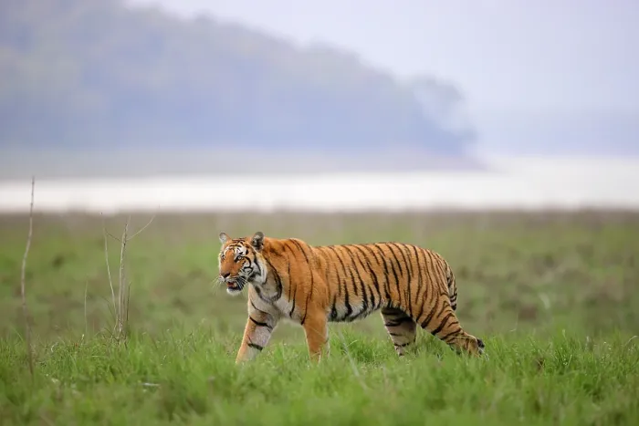 Framed Print : Bengal tiger (Panthera tigris tigris) male, walking in grassland, Dhikala, JIm Corbett National Park, Uttararakhand, India. Endangered Framed Print : Bengal tiger (Panthera tigris tigris) male, walking in grassland, Dhikala, JIm Corbett National Park, Uttararakhand, India. Endangered