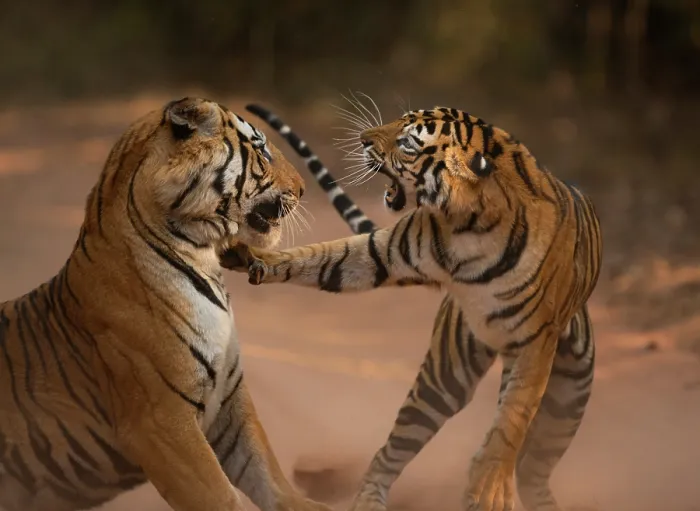 Framed Print : Bengal tiger (Panthera tigris tigris) male in aggressive confrontation with his daughter, Bandhavgarh National Park, India. Endangered Framed Print : Bengal tiger (Panthera tigris tigris) male in aggressive confrontation with his daughter, Bandhavgarh National Park, India. Endangered